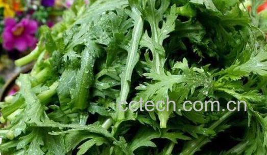 为什么男性要少吃茼蒿-1