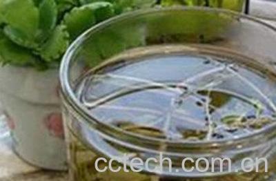 蒲公英的吃法禁忌-1