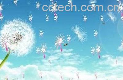 蒲公英的吃法禁忌-0