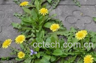 蒲公英怎么泡水喝 -0