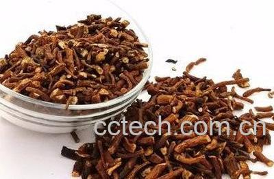 蒲公英根与叶药效有什么不同-0