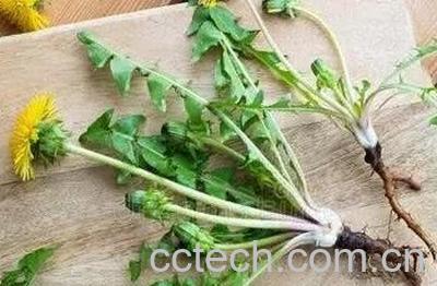 蒲公英根与叶药效有什么不同-1