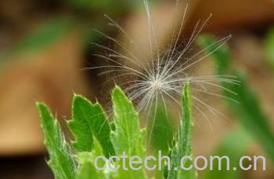 孕妇喝蒲公英水的好处与坏处-0