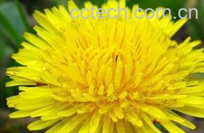 蒲公英的汁液有什么作用-1