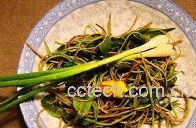 蒲公英生吃有什么功效-1