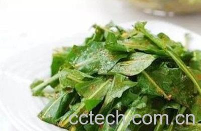 炒蒲公英和不炒区别-0