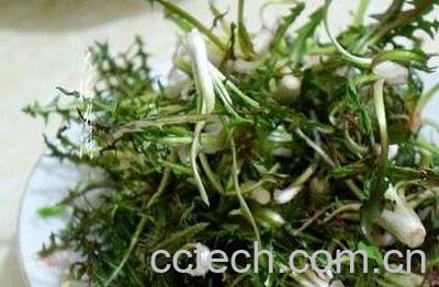 婆婆丁菜的功效与作用 吃婆婆丁菜的禁忌-1