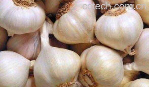 吃生蒜头的好处和坏处-0