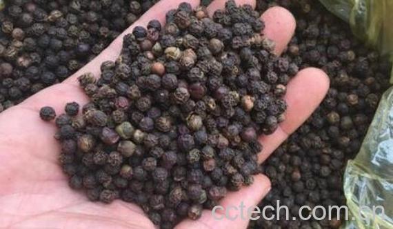 黑胡椒对女人害处 女人吃黑胡椒的好处-0