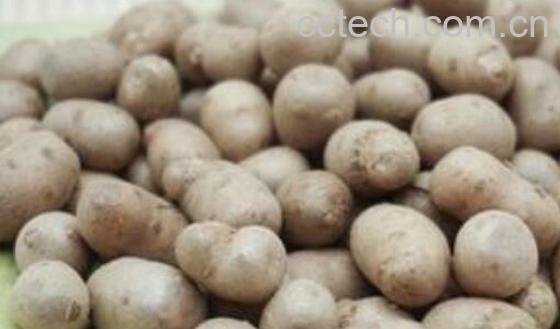 山药豆的功效与作用 吃山药豆的好处-1