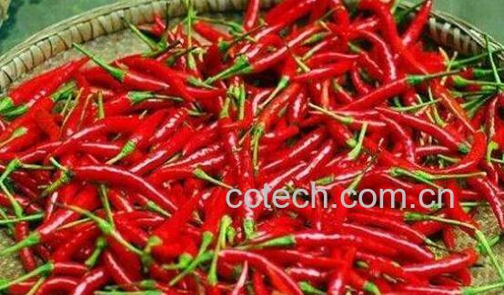 辣椒的功效与作用及禁忌-1