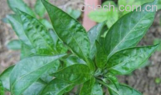 辣椒叶什么人不能吃 辣椒叶的禁忌-0