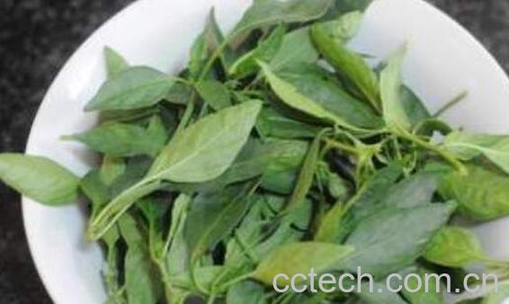 辣椒叶什么人不能吃 辣椒叶的禁忌-1