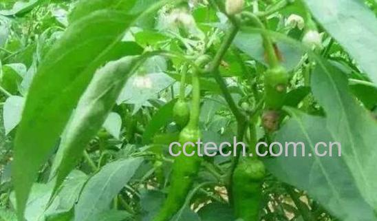 吃辣椒叶的好处和坏处-0