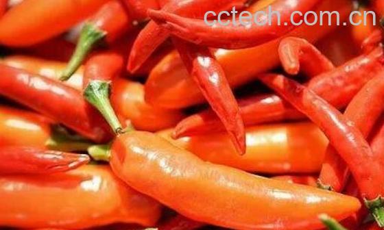 辣椒素发热对人体害处-1