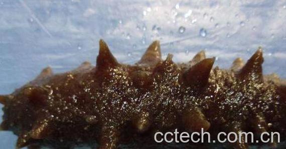 金沙参和海参的区别 金沙参的功效-0