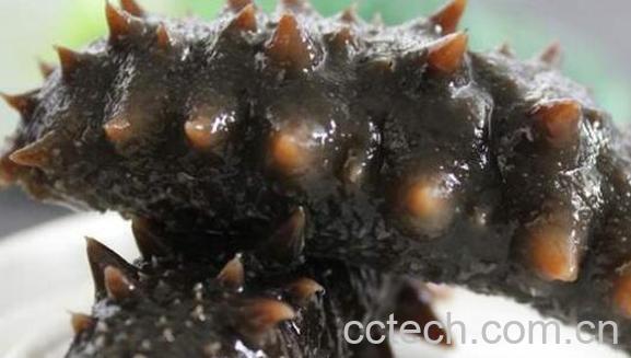 金沙参和海参的区别 金沙参的功效-1