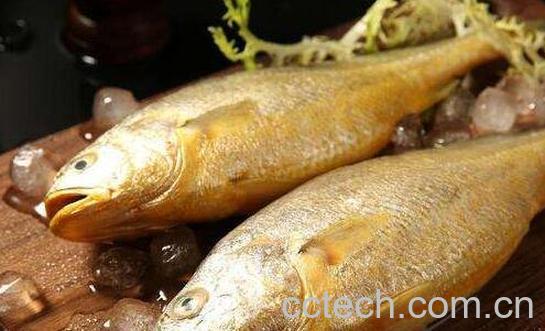 白姑鱼和黄花鱼的区别-0