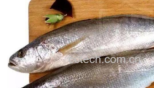 白姑鱼和黄花鱼的区别-1