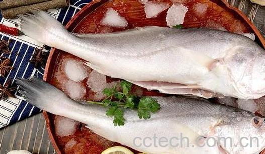 白姑鱼的功效 白姑鱼的副作用-1