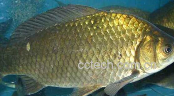 草鱼和鲫鱼的区别-1