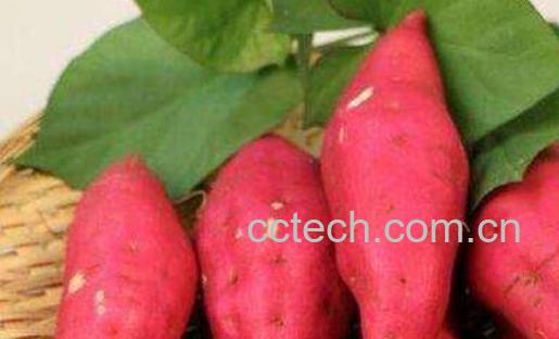 吃红薯的好处和坏处 长期吃红薯有什么危害-0