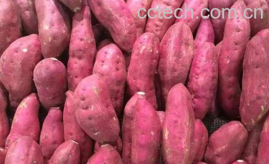 番薯的功效与作用 吃番薯的好处有哪些-0