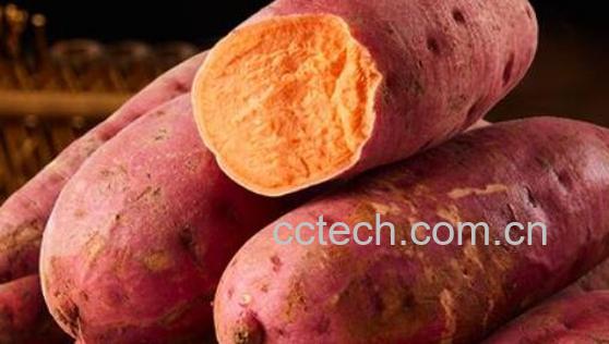 吃红薯的好处和坏处 长期吃红薯有什么危害-1