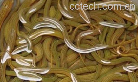 黄鳝的功效与作用及食用方法-0