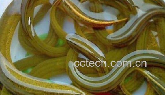 黄鳝的功效与作用及食用方法-1