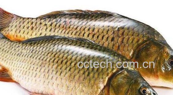 鲤鱼和草鱼的区别-0