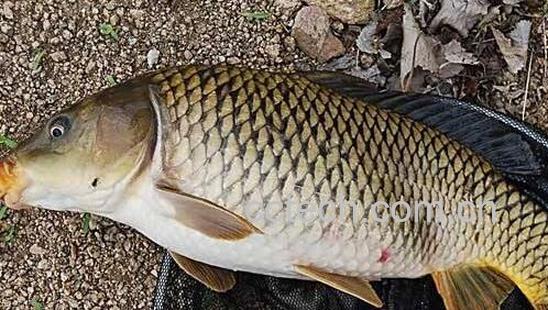 鲤鱼和草鱼的区别-1