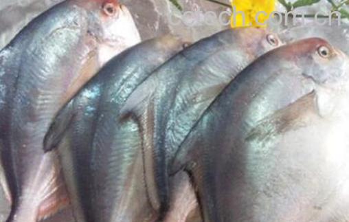 鲳鱼怎么做好吃 鲳鱼的食用方法-1