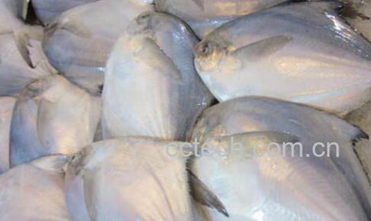 鲳鱼怎么做好吃 鲳鱼的食用方法-0