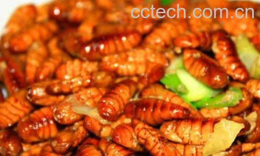 蚕蛹怎么做好吃-0