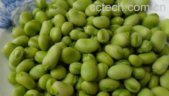 胡豆的功效与作用-1