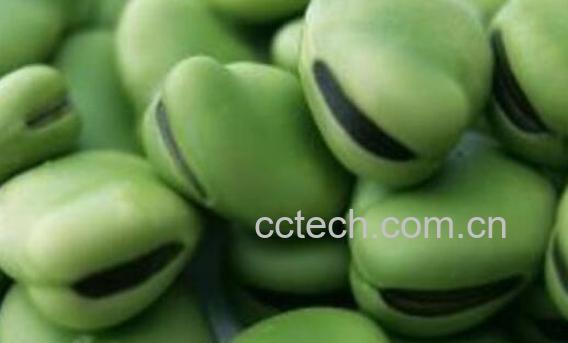 胡豆的功效与作用-0