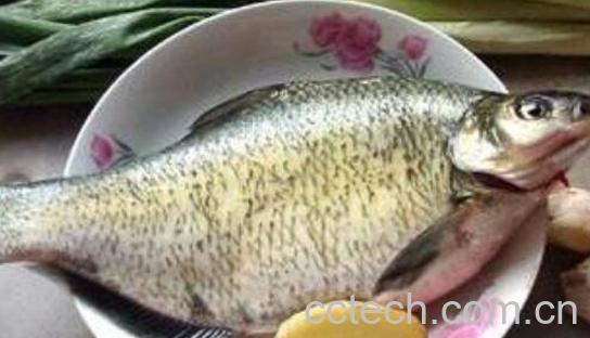 武昌鱼和鳊鱼的区别 吃武昌鱼的好处-1