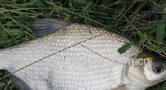 武昌鱼和鳊鱼的区别 吃武昌鱼的好处-0