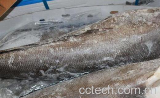 鳕鱼和银鳕鱼的区别 吃鳕鱼的好处-0