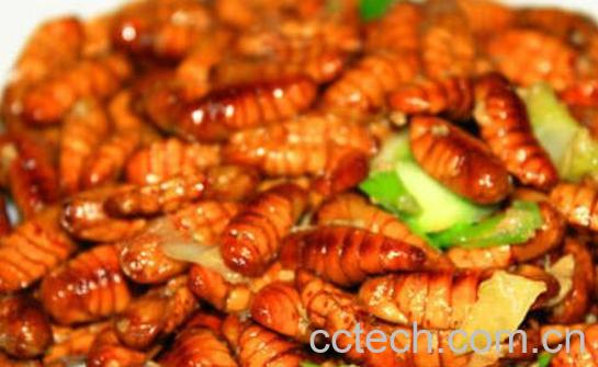 蚕蛹的功效与作用 吃蚕蛹的禁忌-0