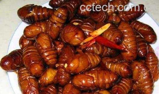 蚕蛹怎么吃 蚕蛹的食用方法-0