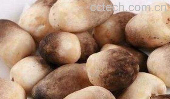 草菇的营养价值 草菇的禁忌-0