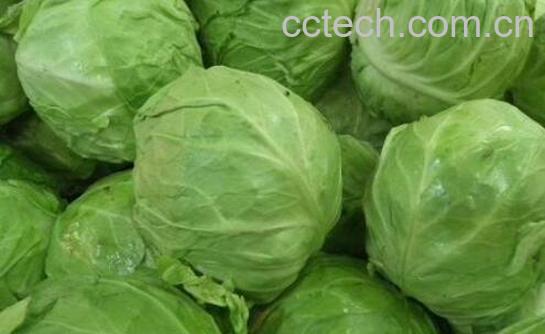 包菜的营养价值及功效-0