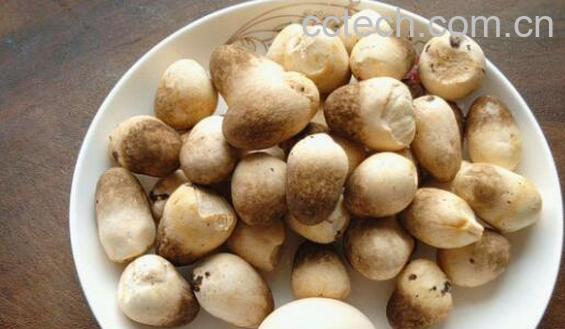 草菇的营养价值 草菇的禁忌-1