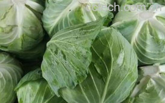 包菜的营养价值及功效-1