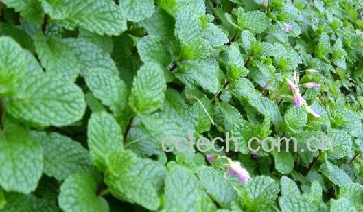 薄荷叶怎么吃 薄荷叶的吃法大全-0