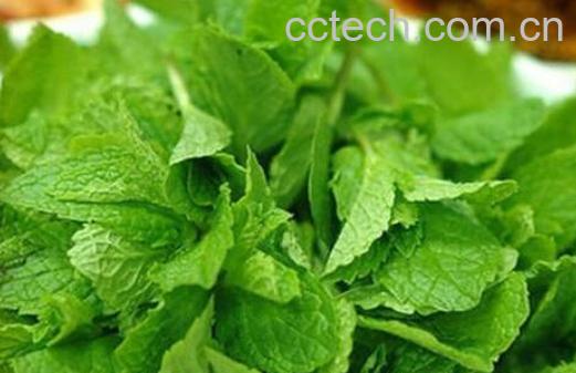 薄荷叶怎么吃 薄荷叶的吃法大全-1