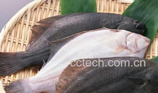 比目鱼和多宝鱼的区别 吃比目鱼的好处-1