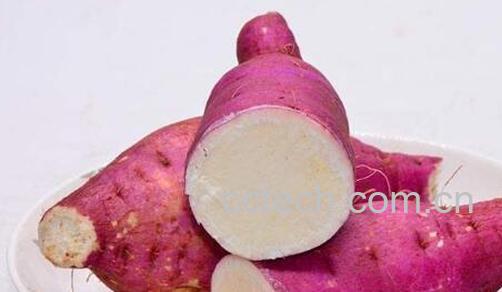 白心红薯的功效与作用 吃白心红薯的好处-0